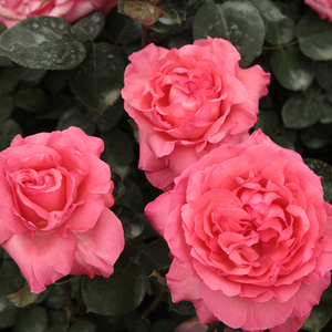 Roz cu marginile roșu închis - trandafir teahibrid